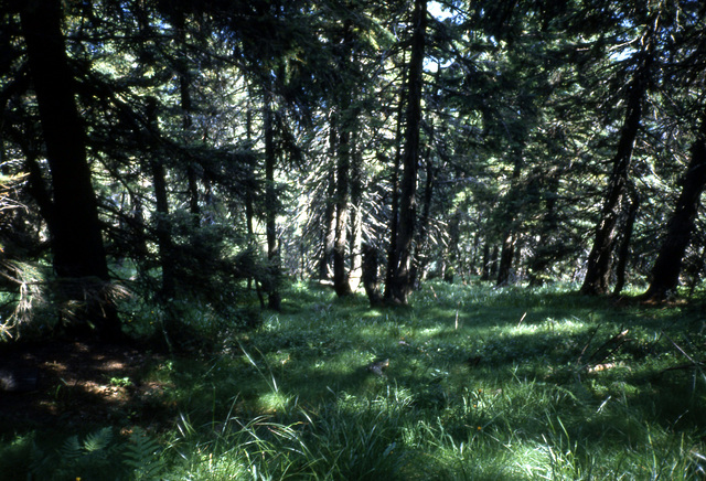 Schwarzwald anno 1994