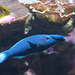 Blauer Vogelfisch (Wilhelma)