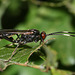 Parasitic wasp (I think)