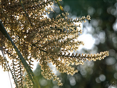 Palm Flowers