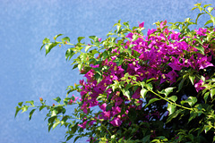 fleurs mauve sur un mur bleu