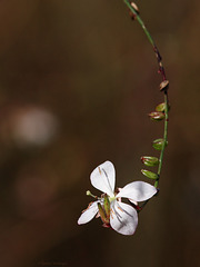 Blüte (Wilhelma)