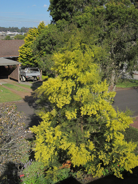 201208Wattle 002