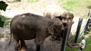 Two Elephants from the Wild Asia Monorail at the Bronx Zoo, May 2012