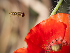 "Chopper One, Coming in for Poppy Pollen!"