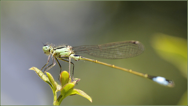 Agrion élègant 2