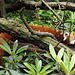 Red Panda at the Bronx Zoo, May 2012