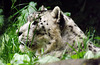 Snow Leopard at the Bronx Zoo, May 2012