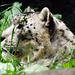 Snow Leopard at the Bronx Zoo, May 2012