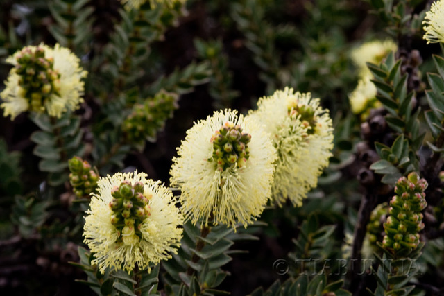 Wildflowers at Rocky Cape