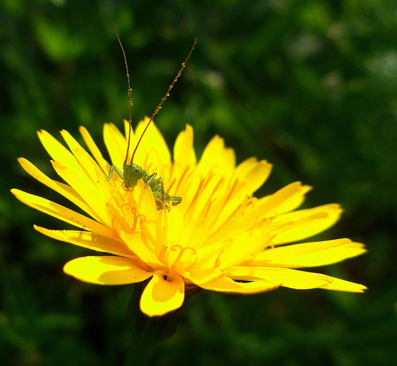 yellow balcony for a lovely cricket