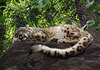 Sleeping Snow Leopard in the Bronx Zoo, May 2012