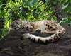 Sleeping Snow Leopard in the Bronx Zoo, May 2012