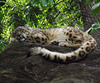 Sleeping Snow Leopard in the Bronx Zoo, May 2012