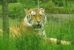 Tiger at the Bronx Zoo, May 2012