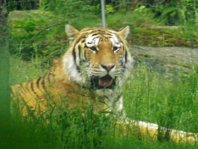 Tiger at the Bronx Zoo, May 2012