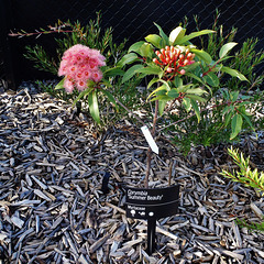 Royal Botanic Gardens Cranbourne