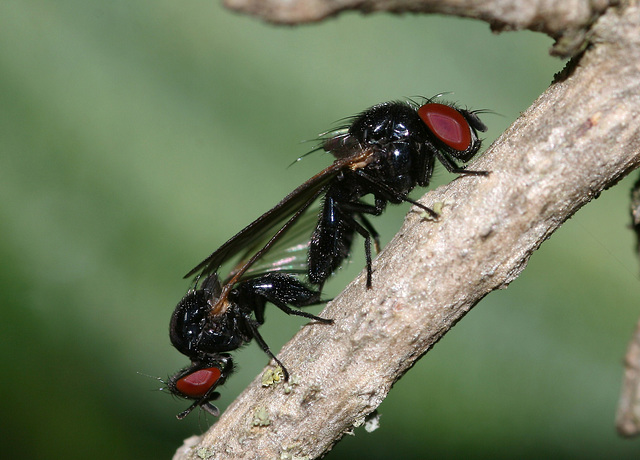 Flies mating