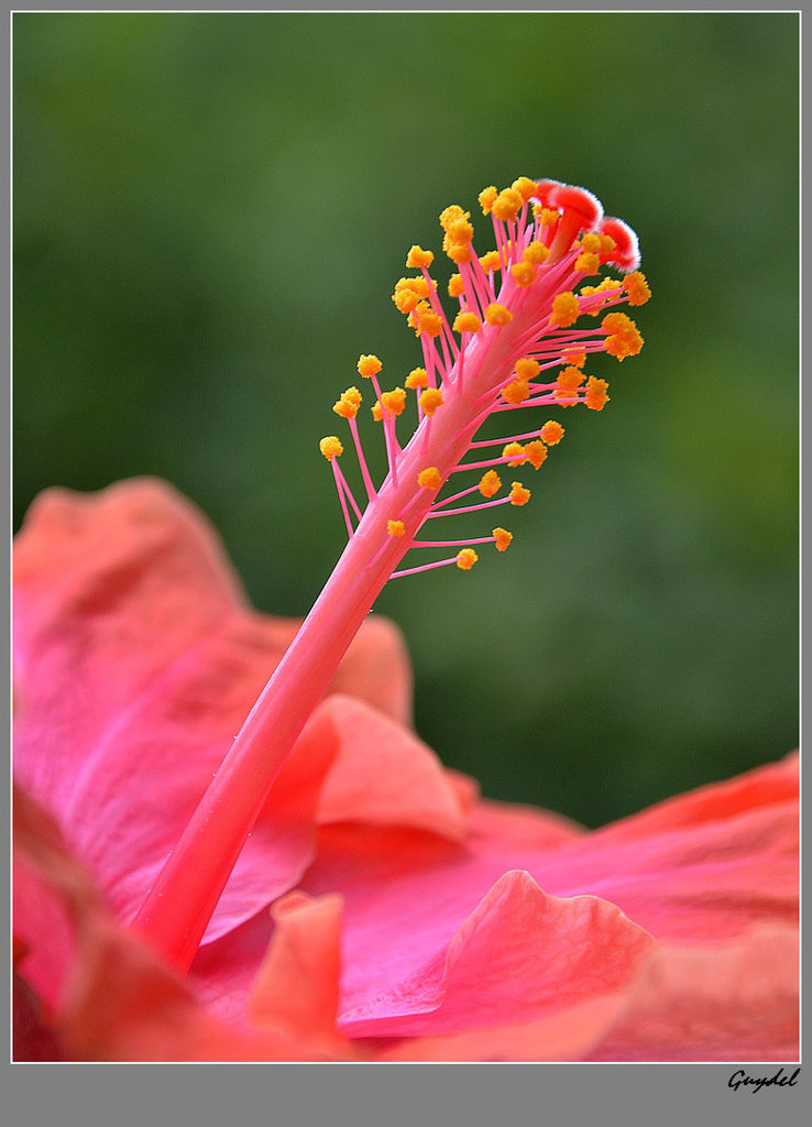 Coeur d'Hibiscus