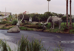 La Brea Tar Pit Mammoths, 2003