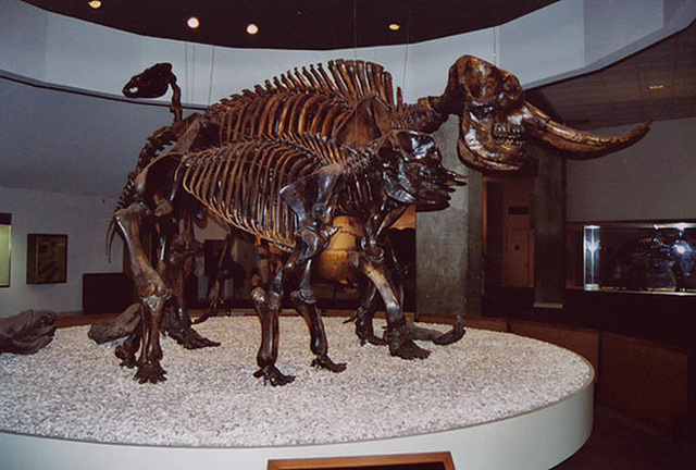 Mammoth Fossil Skeleton on Display at the La Brea Tar Pit's Page Museum, 2003