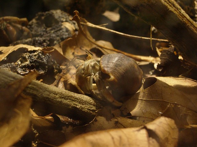 London Zoo: hermite crab