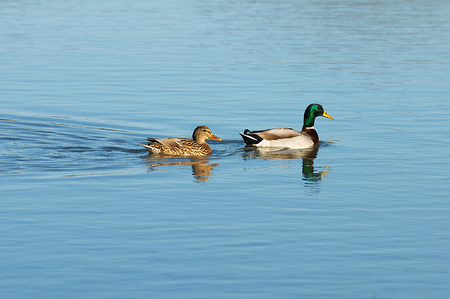 A pair of Mallards looking splendid in the sunshine