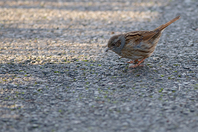 Dunnock