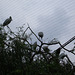 London Zoo: aviary