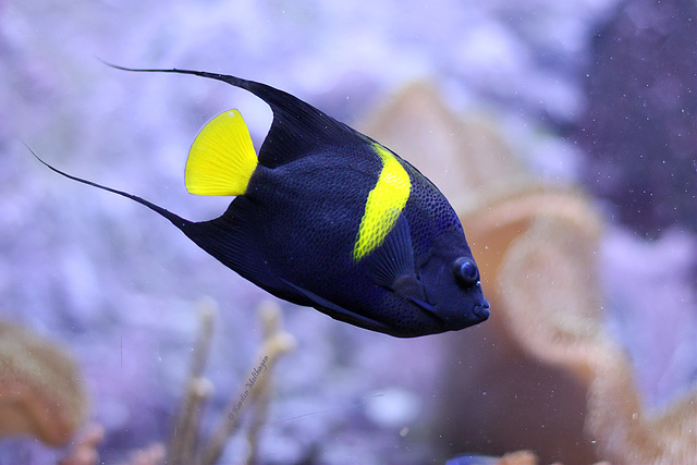 Dunkler Halbmond-Kaiserfisch (Wilhelma)