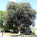 Tree in Heckscher Park, September 2010
