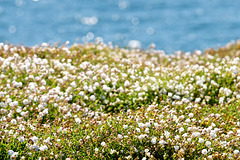 White flowers on the clifftop