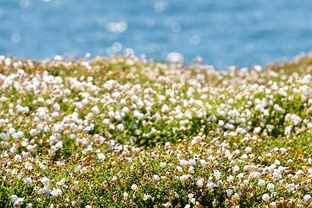 White flowers on the clifftop