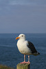 Western Gull