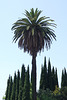 A Palm Tree in Los Angeles, July 2008