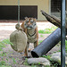 Tiger-Training I (Wilhelma)