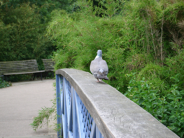 Regent's Park