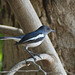 20080429-0409 Oriental magpie-robin