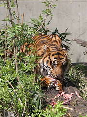 Mittagessen mit Tiger (Wilhelma)