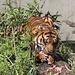 Mittagessen mit Tiger (Wilhelma)