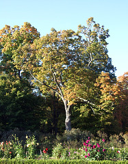 Tree and Flowers in the Garden of Locust Grove, October 2008
