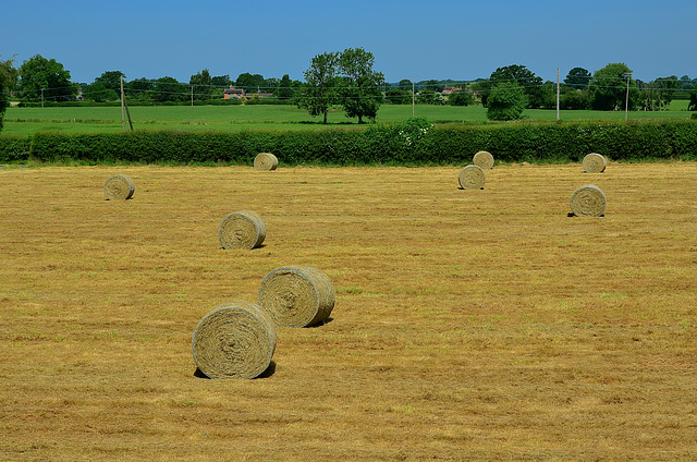 Harvest time, Staffordshire