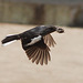 20080429-0426 Oriental magpie-robin