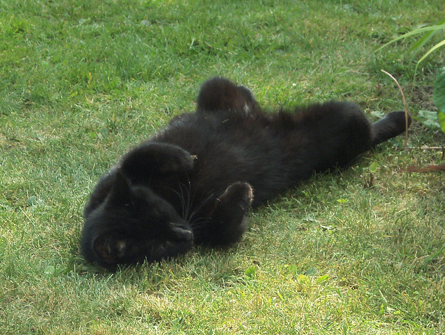 Pippin horizontal on the grass