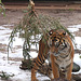 Tiger unterm Tannenbaum (Wilhelma)
