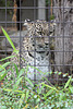 Leopardin Mesched (Wilhelma)