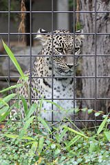 Leopardin Mesched (Wilhelma)