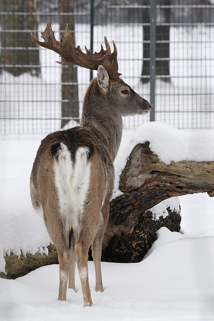 Mesopotamischer Damhirsch (Wilhelma)