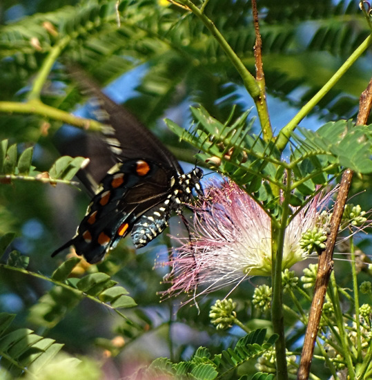 Finally the first Black Swallowtail ! Very blurred but here and on Acaia flowers