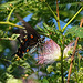 Finally the first Black Swallowtail ! Very blurred but here and on Acaia flowers